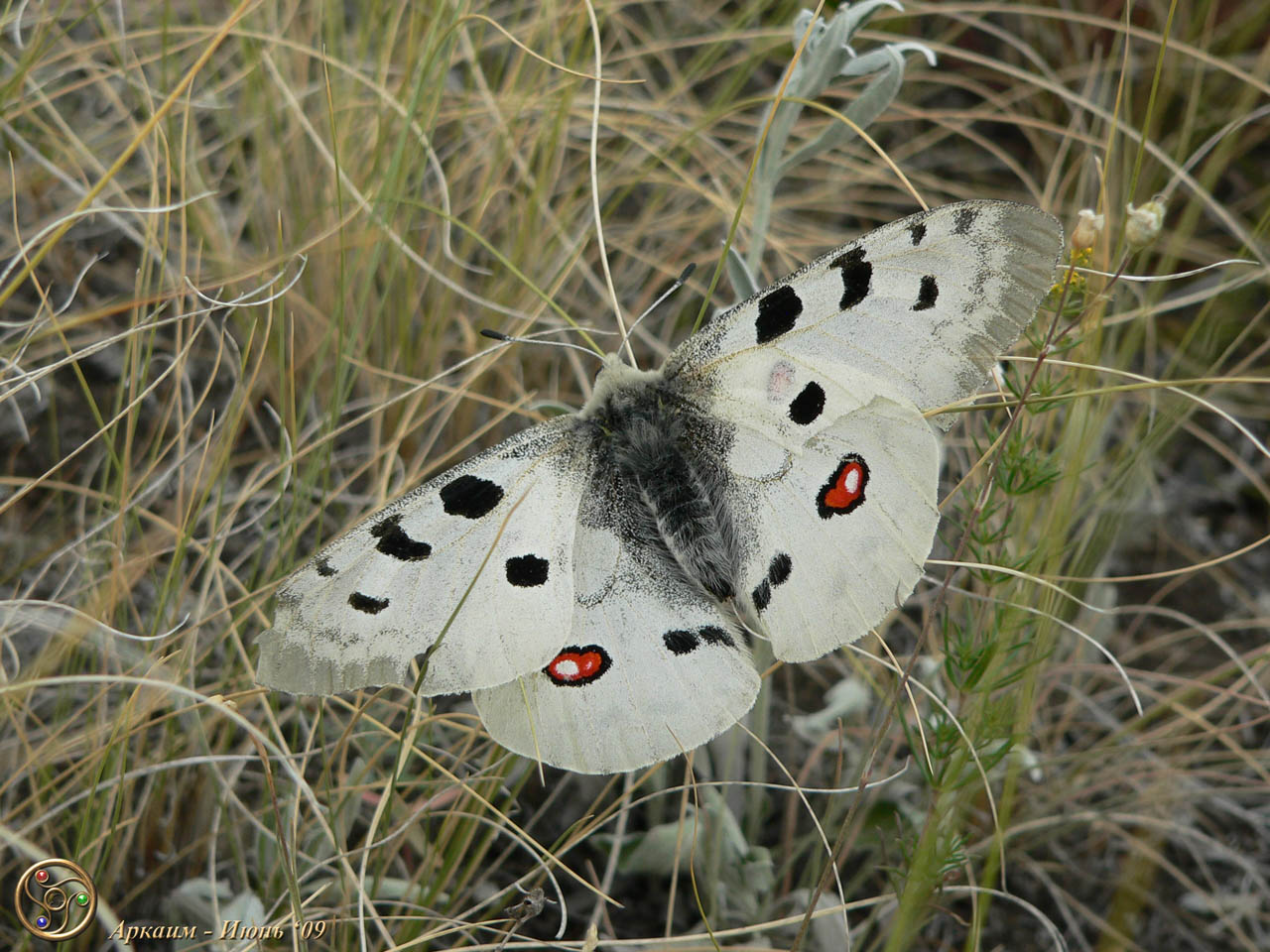 Бабочка на горе любви размах крыльев 15см - Фоторепортаж: Аркаим. Июнь 2009г. (часть 2)