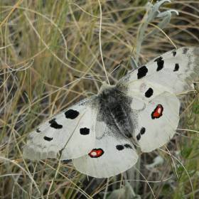 Бабочка на горе любви размах крыльев 15см - Фоторепортаж: Аркаим. Июнь 2009г. (часть 2)