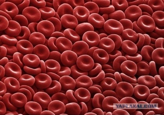 Красные кровяные тельца - Фотографии из глубин человеческого тела