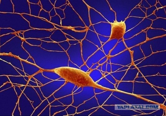Нейроны Пуркинье - Фотографии из глубин человеческого тела