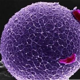 Человеческая яйцеклетка с корональными клетками - Фотографии из глубин человеческого тела
