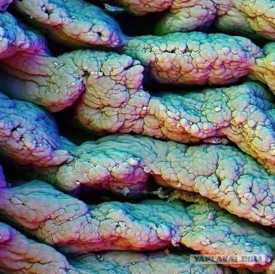 Ворсинки тонкой кишки - Фотографии из глубин человеческого тела