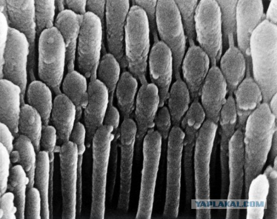 Клетки волос в ушах - Фотографии из глубин человеческого тела