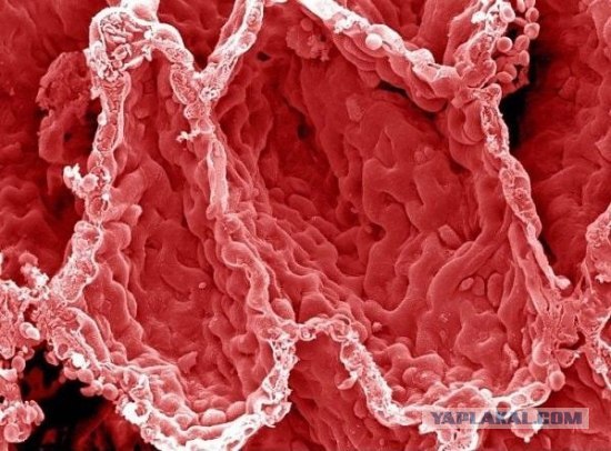 Альвеолы в легком - Фотографии из глубин человеческого тела