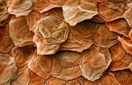 На цветном микроснимке сканирующего электронного микроскопа (СЭМ) наружный слой человеческой кожи, эпидермис. Верхний слой эпидермиса (stratum corneum) это жесткое покрытие, состоящее из налегающих друг на друга слоев мертвых клеток кожи, которые непрерывно отпадают и заменяются новыми клетками постоянно делящихся нижних слоев. - Фотографии сделанные цветным сканирующим электронным микроскопом (СЭМ)