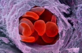Псевдоцветный микроснимок сканирующего электронного микроскопа (СЭМ) группы красных кровяных телец (эритроцитов). Они путешествуют по артериоле, маленькой ветви артерии. В течение своей короткой жизни (примерно 4 месяца), красное кровяное тельце преодолевает примерно 15 километров в день, это в общем 1500 км за всю жизнь. - Фотографии сделанные цветным сканирующим электронным микроскопом (СЭМ)