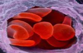 Псевдоцветный микроснимок сканирующего электронного микроскопа (СЭМ) группы красных кровяных телец (эритроцитов). Они путешествуют по артериоле, маленькой ветви артерии. В течение своей короткой жизни (примерно 4 месяца), красное кровяное тельце преодолевает примерно 15 километров в день, это в общем 1500 км за всю жизнь. - Фотографии сделанные цветным сканирующим электронным микроскопом (СЭМ)