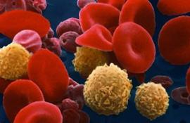 На цветном микроснимке сканирующего электронного микроскопа (СЭМ) изображена человеческая кровь с красными и белыми кровяными тельцами, и тромбоцитами. Красные кровяные тельца (эритроциты) имеют характерную форму двояковогнутого диска и они многочисленны. Эти большие клетки содержат гемоглобин, красный пигмент, с помощью которого кислород транспортируется по всему телу. Их больше чем белых кровяных телец (желтые). - Фотографии сделанные цветным сканирующим электронным микроскопом (СЭМ)