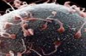Яйцеклетка окруженная сперматозоидами человека - Фотографии сделанные цветным сканирующим электронным микроскопом (СЭМ)