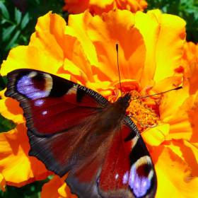 Бабочка символизирует Душу!  (Оранжевое на зеленом, да еще и с бабочкой - МЕЧТА!) - Фотография - как творчество, Наталья