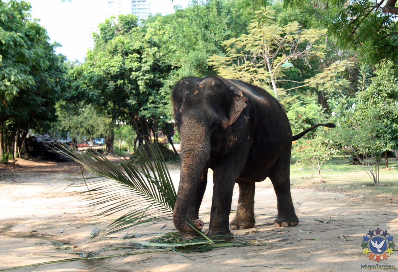 экзотики немного, кстати высшим проявлением будущей удачи считается в Тайланде, если на вас наступит слон, при этом подошвы слона имеют гелеобразную структуру, т.е. всё на что он наступает принимает форму того на что наступил, соответственно если на вас наступит слон это не смертельно, порой даже и не больно (ну так сказал гид) - Тайланд 2010 отдых МироТворцев, часть 1