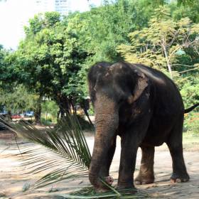 экзотики немного, кстати высшим проявлением будущей удачи считается в Тайланде, если на вас наступит слон, при этом подошвы слона имеют гелеобразную структуру, т.е. всё на что он наступает принимает форму того на что наступил, соответственно если на вас наступит слон это не смертельно, порой даже и не больно (ну так сказал гид) - Тайланд 2010 отдых МироТворцев, часть 1