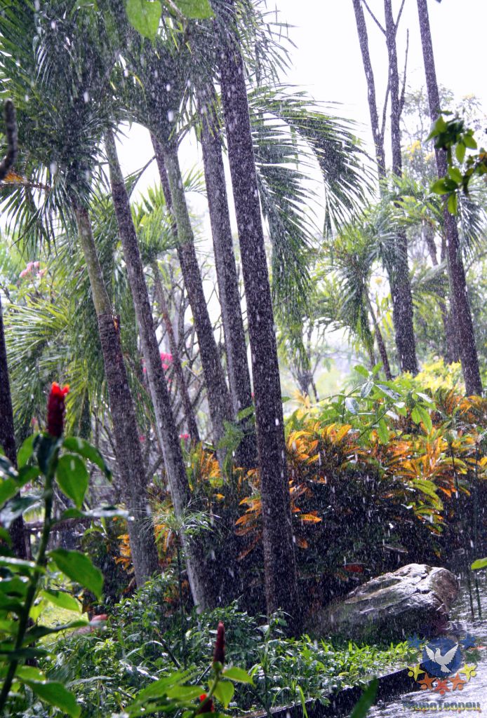 Даже один раз был дождик, но такой что только оставалось догадываться, что здесь происходит в сезон дождей, когда идут настоящие муссонные дожди - Тайланд 2010 отдых МироТворцев, часть 1