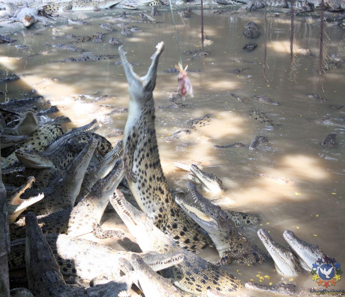 питомник крокодилов - Тайланд 2010 отдых МироТворцев, часть 2