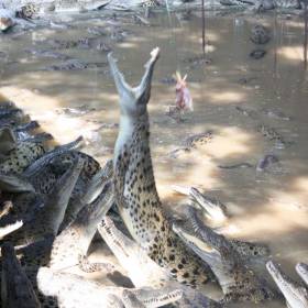 питомник крокодилов - Тайланд 2010 отдых МироТворцев, часть 2
