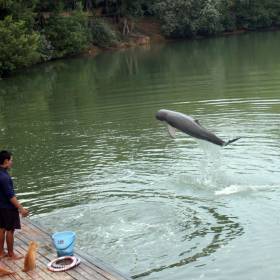 шоу дельфинов - Тайланд 2010 отдых МироТворцев, часть 2