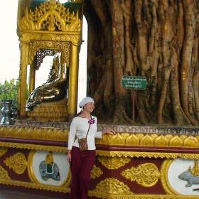 21.	Этому дереву 400 лет. Это аналог дерева, под которым медитировал Будда. Говорят, что оригинальное дерево всё ещё живёт и его возраст превышает 2 500 лет - Бирма 2010, Зубов Михаил, часть 4