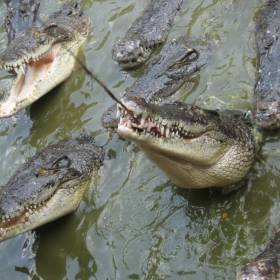 Крокодиловая ферма. Рыбалка на крокодилов. В качестве наживки курица - Тайланд 2010 отдых МироТворцев, часть 3