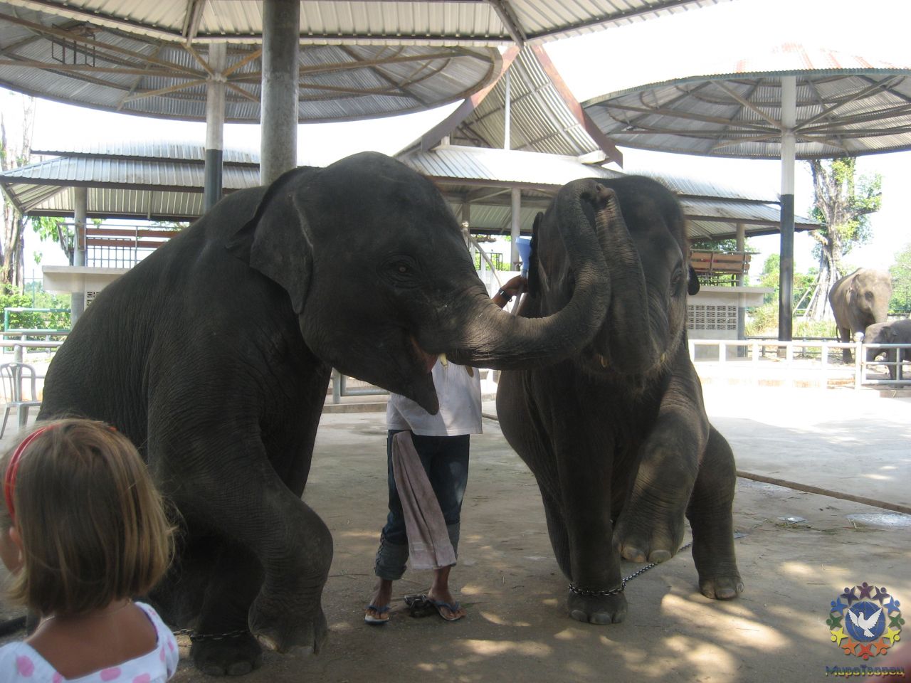 Улыбки слонов - Тайланд 2010 отдых МироТворцев, часть 3