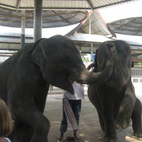 Улыбки слонов - Тайланд 2010 отдых МироТворцев, часть 3