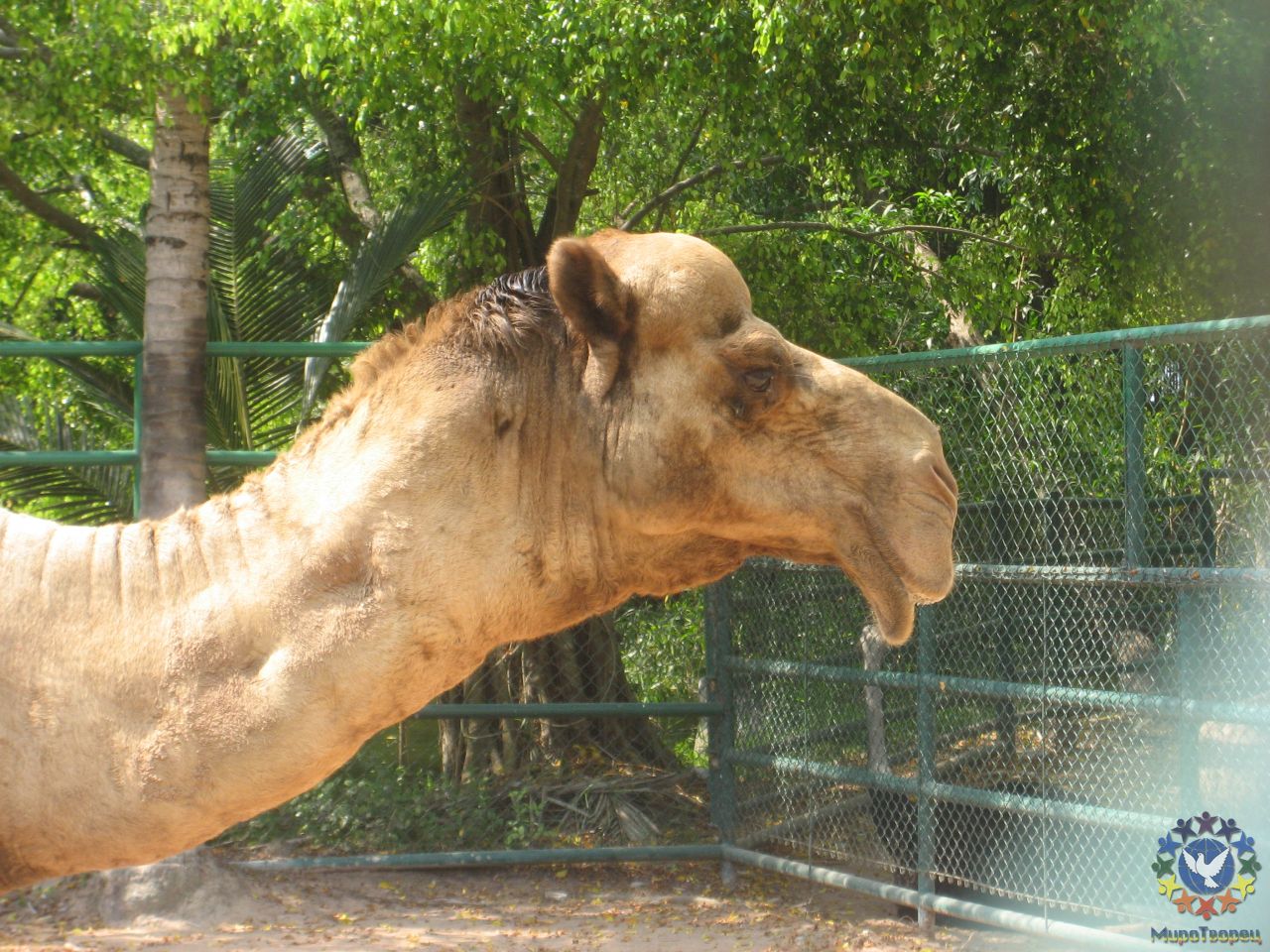 Улыбка тайского верблюда - Тайланд 2010 отдых МироТворцев, часть 3