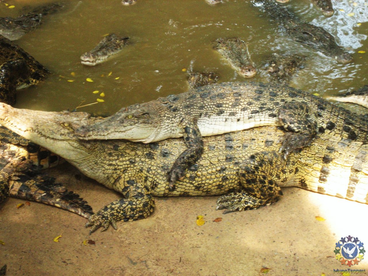 Улыбаются даже крокодилы – сладкая парочка! - Тайланд 2010 отдых МироТворцев, часть 3