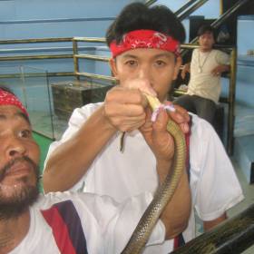 У кобры два половых органа. Любая змея при встрече может стать как самцом, так и самкой, в общем как договорятся - Тайланд 2010 отдых МироТворцев, часть 3