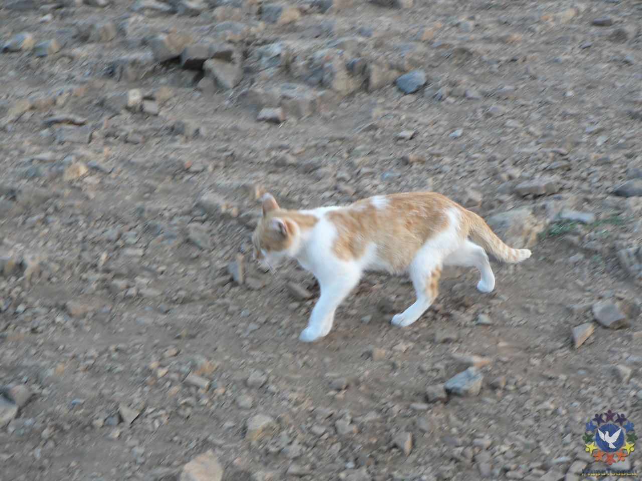 кошка ходит по спирали фото Шабалина - Аркаим. Июнь 2010г. (разное)