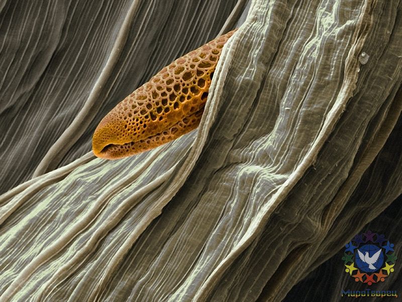 Благодаря специальным колючкам, пыльца индийской мальвы (Abutilon pictum) может перемещаться на перьях птиц. - Потрясающая макросъемка photo © Martin Oeggerli