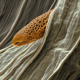Благодаря специальным колючкам, пыльца индийской мальвы (Abutilon pictum) может перемещаться на перьях птиц. - Потрясающая макросъемка photo © Martin Oeggerli