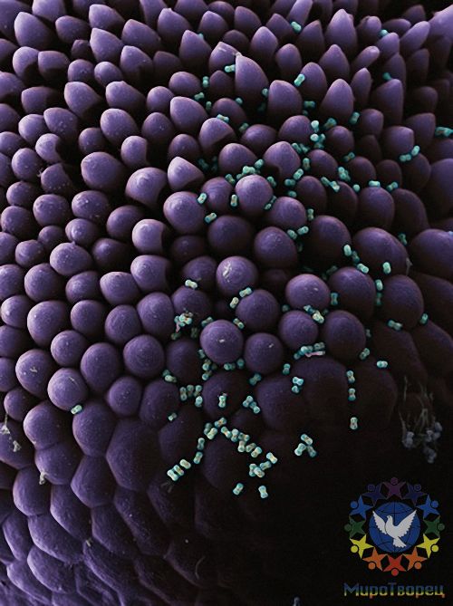 Пыльцевые зерна незабудки (Myosotis sylvatica) – одни из самых маленьких в мире; в ширину они не превышают пяти тысячных миллиметра. - Потрясающая макросъемка photo © Martin Oeggerli