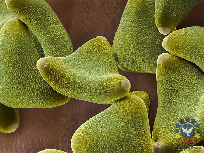 Клейкая пыльца левкофиллума (семейство протейные) переносится на животных. - Потрясающая макросъемка photo © Martin Oeggerli
