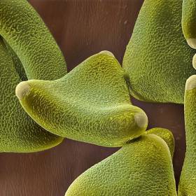 Клейкая пыльца левкофиллума (семейство протейные) переносится на животных. - Потрясающая макросъемка photo © Martin Oeggerli