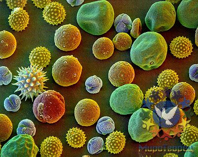 Пыльца разных растений - Потрясающая макросъемка photo © Martin Oeggerli