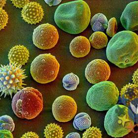 Пыльца разных растений - Потрясающая макросъемка photo © Martin Oeggerli