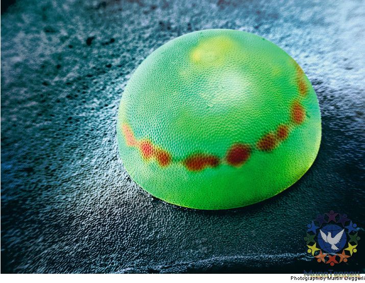 Яйцо бабочки - Потрясающая макросъемка photo © Martin Oeggerli