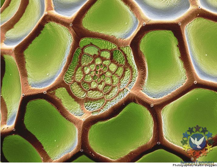 Яйцо бабочки - Потрясающая макросъемка photo © Martin Oeggerli