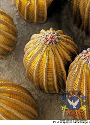 Яйца бабочек - Потрясающая макросъемка photo © Martin Oeggerli