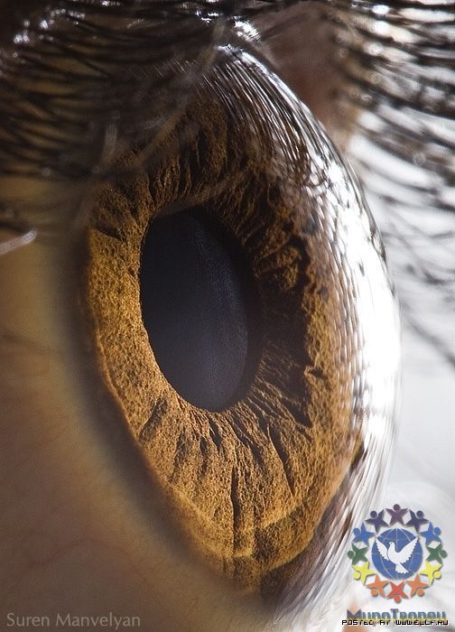 Человеческий глаз - Макросъемка Глаза