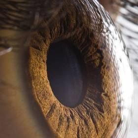 Человеческий глаз - Макросъемка Глаза