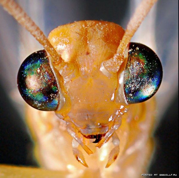 Мир фасеточных глаз велик и разнообразен: стрекозы, мухи, пчелы - все они видят мир фасеточными глазами. Но что это такое - фасеточные глаза? Эти органы зрения не раз привлекали фотографов со всего мира. И теперь благодаря макросъемке мы тоже можем увидеть все подробности и детали фасеточных глаз насекомых (и некоторых ракообразных). Фасеточные глаза, сложные глаза, основной парный орган зрения насекомых, ракообразных и некоторых др. беспозвоночных. - Макросъемка Глаза