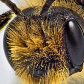 Фасеточные глаза насекомых неподвижны, расположены по бокам головы и могут занимать почти всю сё поверхность (у стрекоз, мух, пчёл). - Макросъемка Глаза