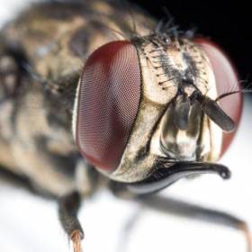 Глаза различных видов насекомых состоят из различного числа омматидиев: у рабочего муравья — около 100, у комнатной мухи — около 4000, у рабочей пчелы — 5000, у бабочек — до 17 000, у стрекоз — до 30 000. - Макросъемка Глаза