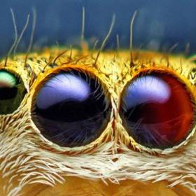 Различают 3 типа фасеточных глаз: аппозиционные, оптико-суперпозиционные и нейросуперпозиционные. - Макросъемка Глаза