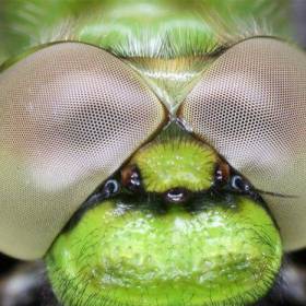 Вершиной эволюции зрения являются нейросуперпозиционные глаза, напр. у мух, в которых разрешающая сила может быть в 100 раз выше, чем в глазах другого типа. Лучи света одного источника падают на зрительные клетки смежных омматидиев, аксоны которых сходятся на одном патроне оптического ганглия. В каждом омматидии 8 зрительных клеток, воспринимающих лучи различных источников света. - Макросъемка Глаза