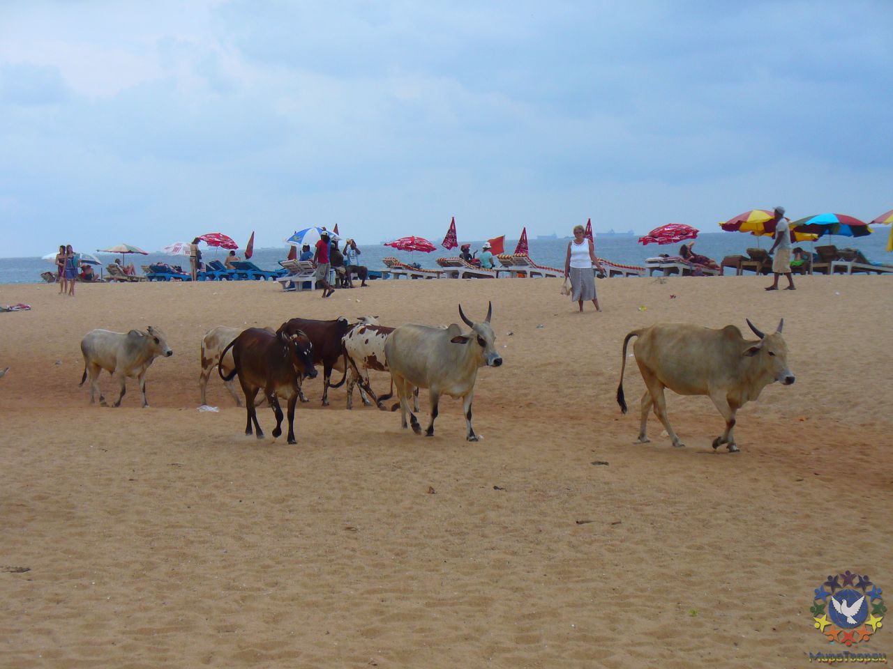 Священным коровам доступ даже на пляж. - Индия (Сев.ГОА) октябрь 2010, Баринова Марина,