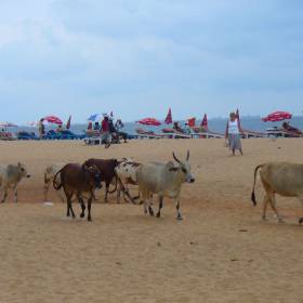 Священным коровам доступ даже на пляж. - Индия (Сев.ГОА) октябрь 2010, Баринова Марина,