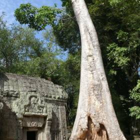 Вход в Храм Ta Prohm. 700-летнее дерево и духи Храма приветствуют входящих. - Камбоджа декабрь 2010г.
