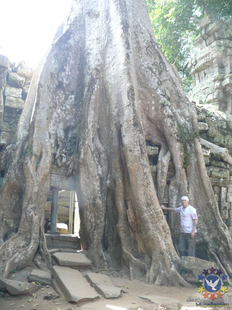 В отличие от остальных храмов, Ta Prohm не очистили от джунглей, оставили в зарослях деревьев, возраст которых от 700 до 1000 лет. - Камбоджа декабрь 2010г.