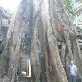 В отличие от остальных храмов, Ta Prohm не очистили от джунглей, оставили в зарослях деревьев, возраст которых от 700 до 1000 лет. - Камбоджа декабрь 2010г.